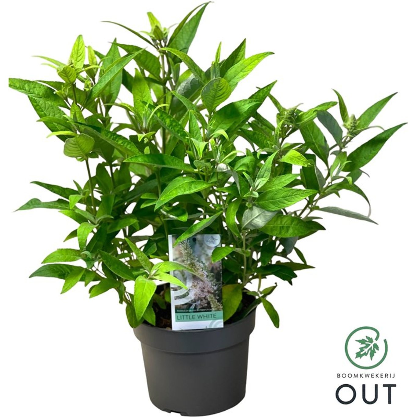 Buddleja d. 'B. Candy Little White' - C3